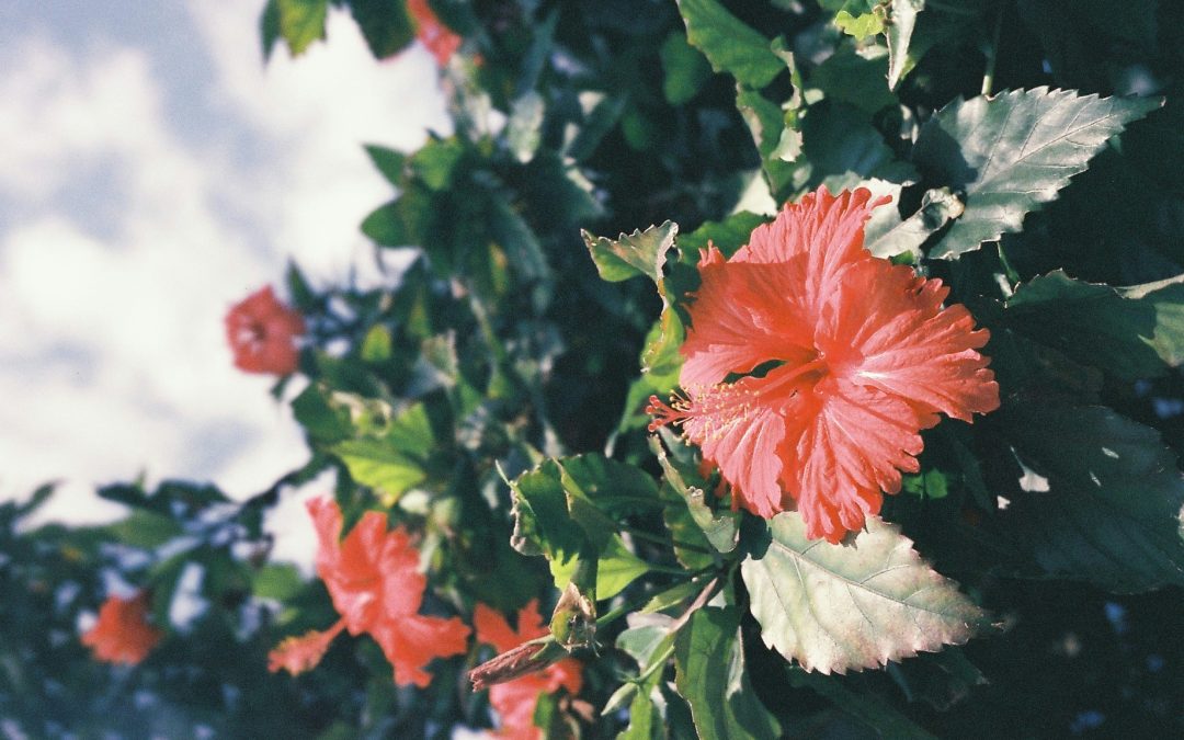 Savor the Magic of Summer: Hibiscus Syrup