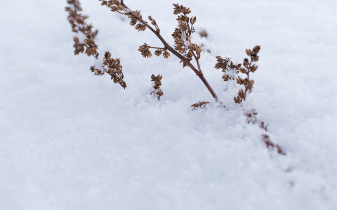 Let Winter Be Winter